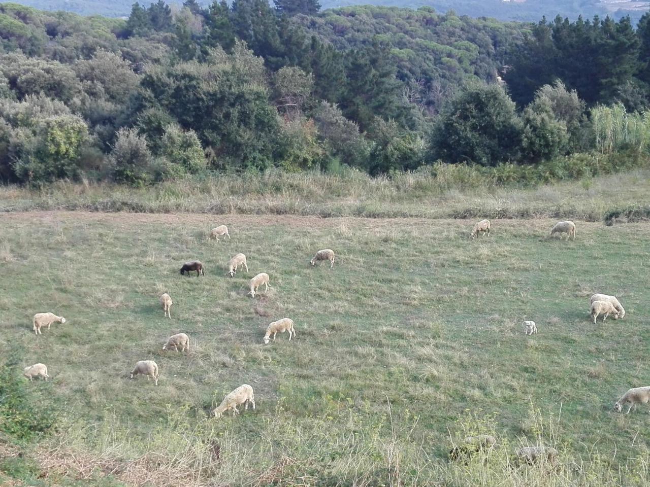 Can Llobet Espai Rural Slow Fogars de Montclus Buitenkant foto